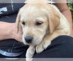 Small #1 Labrador Retriever