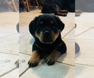 Rottweiler Puppy for Sale in ALBION, Michigan USA