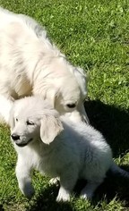 Golden Retriever Puppy for sale in BELLVILLE, OH, USA