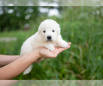 Small #10 Great Pyrenees