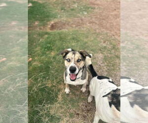 Reese - Female Siberian Husky-Unknown Mix Dog for Adoption - Photo #2
