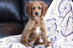 Small Photo #4 Goldendoodle (Miniature) Puppy For Sale in CLAY, PA, USA