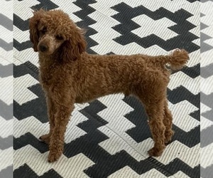 Father of the Shih-Poo puppies born on 07/25/2025