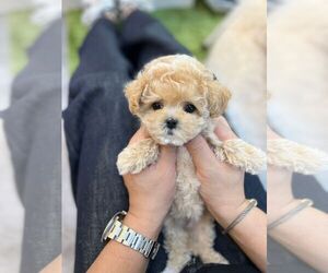 Maltipoo Puppy for Sale in WELLESLEY, Massachusetts USA