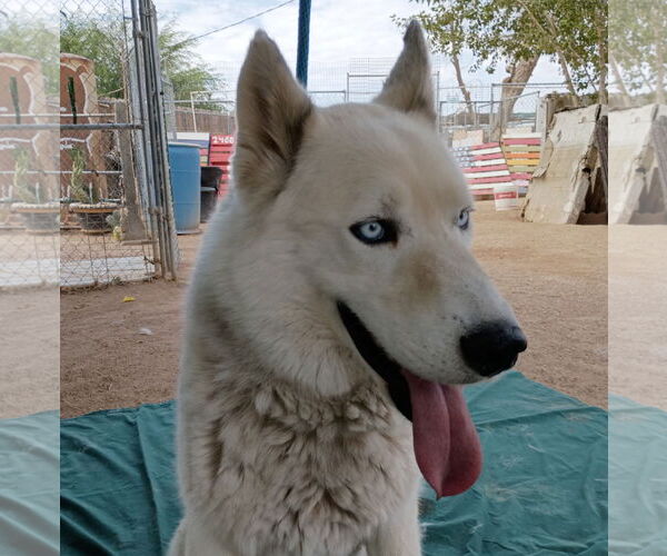 Medium Photo #3 Siberian Husky-Unknown Mix Puppy For Sale in Apple Valley, CA, USA