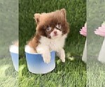 Pomeranian Near - Female Pomeranian Puppy for Sale - Photo #6