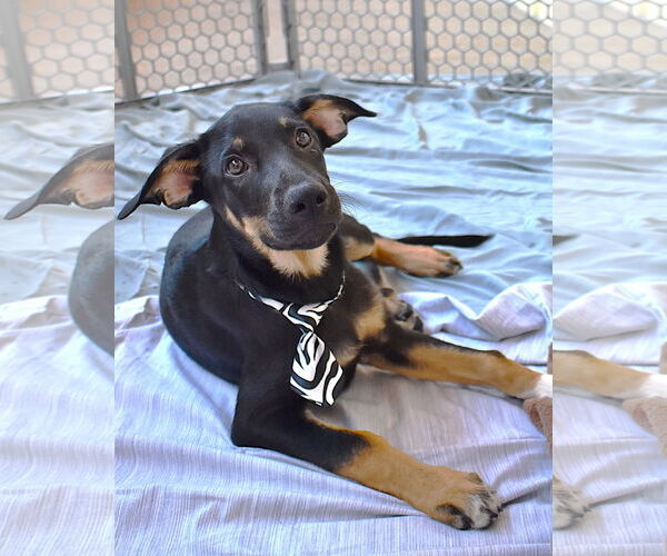 Medium Photo #1 Mutt Puppy For Sale in McKinney, TX, USA