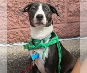 Retriever -Unknown Mix Dogs for adoption in Washington, DC, USA