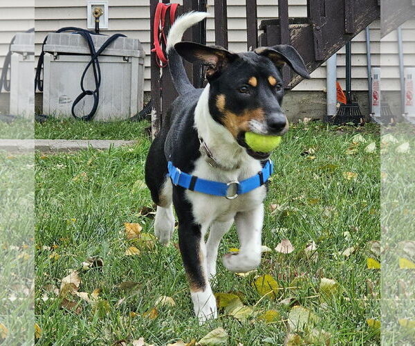 Medium Photo #5 Mutt Puppy For Sale in Fargo, ND, USA