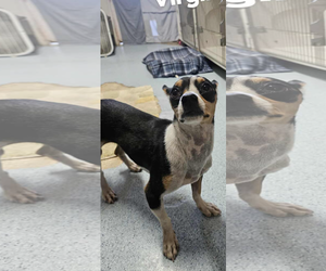 Chihuahua-Unknown Mix Dogs for adoption in El Centro, CA, USA