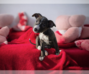 American Pit Bull Terrier Dogs for adoption in MIDWAY, UT, USA