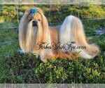 Small Photo #1 Shih Tzu Puppy For Sale in OCALA, FL, USA