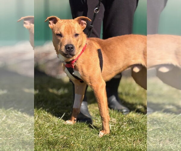 Medium Photo #2 American Pit Bull Terrier-Unknown Mix Puppy For Sale in Batavia, NY, USA