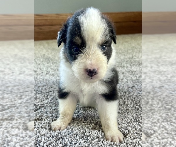 Medium Photo #7 Australian Shepherd Puppy For Sale in LODA, IL, USA