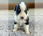 Small #6 Australian Shepherd