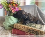 Puppy Tsunami Poodle (Standard)