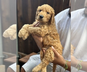 Golden Retriever Puppy for sale in HOUSTON, TX, USA