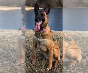 Mother of the Belgian Malinois puppies born on 07/30/2019