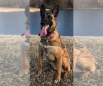 Small Photo #1 Belgian Malinois Puppy For Sale in JEFFERSON CITY, MO, USA