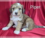 Puppy Piper Bernedoodle
