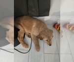 Puppy Blue Golden Retriever