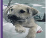 Small #1 Airedale Terrier Mix