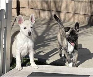 Spice - Female Siberian Husky-Unknown Mix Dog for Adoption - Photo #13