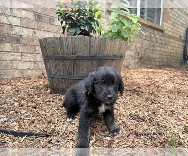Medium Photo #12 Gollie Puppy For Sale in SANTA ROSA BEACH, FL, USA