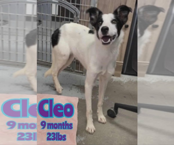 Medium Photo #4 Collie-Whippet Mix Puppy For Sale in Woodbury, NY, USA