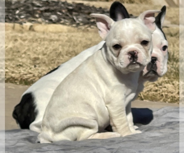 Medium Photo #5 French Bulldog Puppy For Sale in YUKON, OK, USA