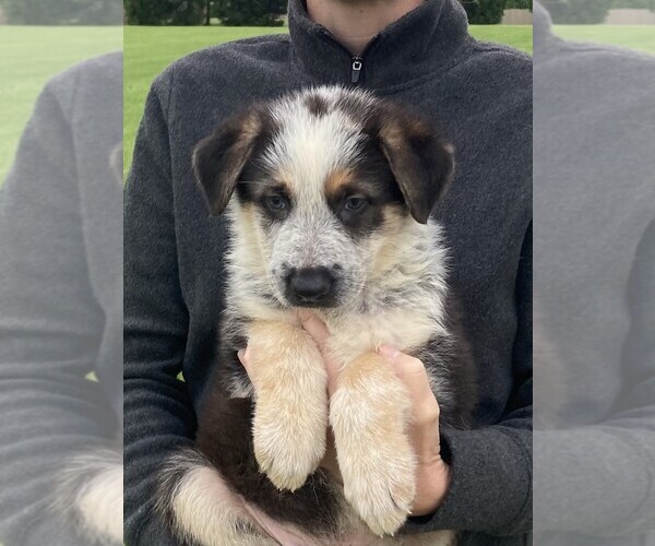 Medium Photo #2 German Shepherd Dog Puppy For Sale in OSTRANDER, OH, USA