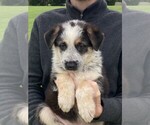 Small #1 German Shepherd Dog