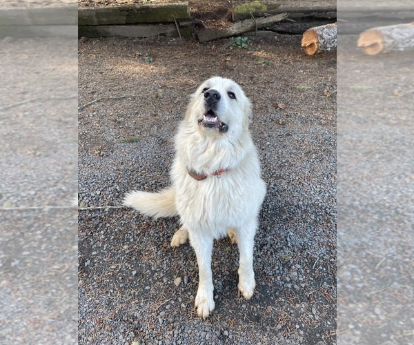 Medium Photo #1 Great Pyrenees Puppy For Sale in SILVERTON, OR, USA
