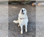 Small Photo #1 Great Pyrenees Puppy For Sale in SILVERTON, OR, USA