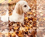 Small Photo #5 Goldendoodle Puppy For Sale in CEDAR HILL, TN, USA