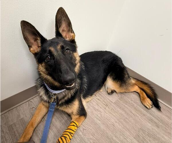 Medium Photo #1 German Shepherd Dog Puppy For Sale in Cliffwood, NJ, USA