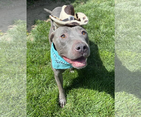 Medium Photo #10 American Pit Bull Terrier-American Staffordshire Terrier Mix Puppy For Sale in Redlands, CA, USA