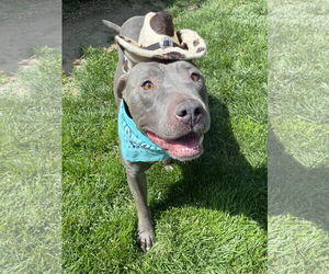 Lenny - Male American Pit Bull Terrier-American Staffordshire Terrier Mix Dog for Adoption - Photo #10