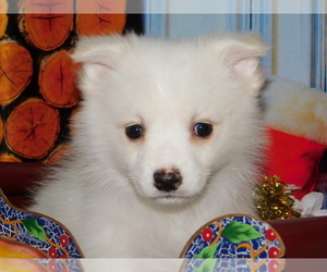 American Eskimo Dog Puppy for sale in HAMMOND, IN, USA