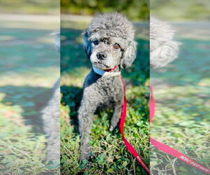 Mutt Dogs for adoption in Pacolet, SC, USA