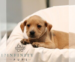 Medium French Bulldog-Goldendoodle Mix