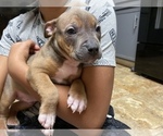 Small Photo #5 American Pit Bull Terrier Puppy For Sale in ALOHA, OR, USA