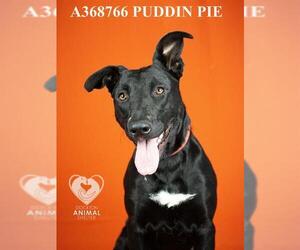 Labrador Retriever Dogs for adoption in Stockton, CA, USA