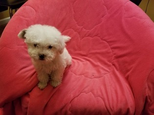 Shih-Poo Puppy for sale in LOS ANGELES, CA, USA