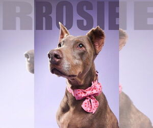 Doberman Pinscher Dogs for adoption in Buffalo, MN, USA