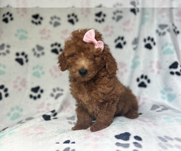 Medium Photo #1 Goldendoodle (Miniature) Puppy For Sale in LAKELAND, FL, USA
