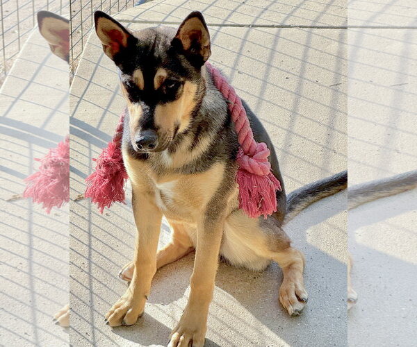 Medium Photo #9 Gerberian Shepsky Puppy For Sale in Corona, CA, USA