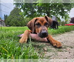 Small #1 Great Dane Mix