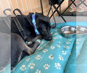 Ernie - Male Labrador Retriever-Unknown Mix Dog for Adoption - Photo #12