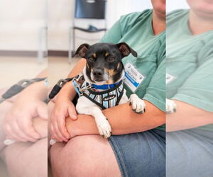 Absolutely Forever Wakanda - Male Rat-Cha Dog for Adoption - Photo #8